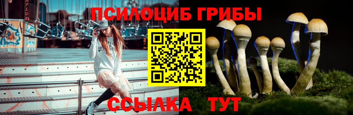 Галлюциногенные грибы Psilocybine cubensis Мичуринск